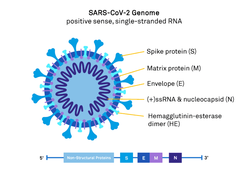 covid19-omicron-viral-genome-structure