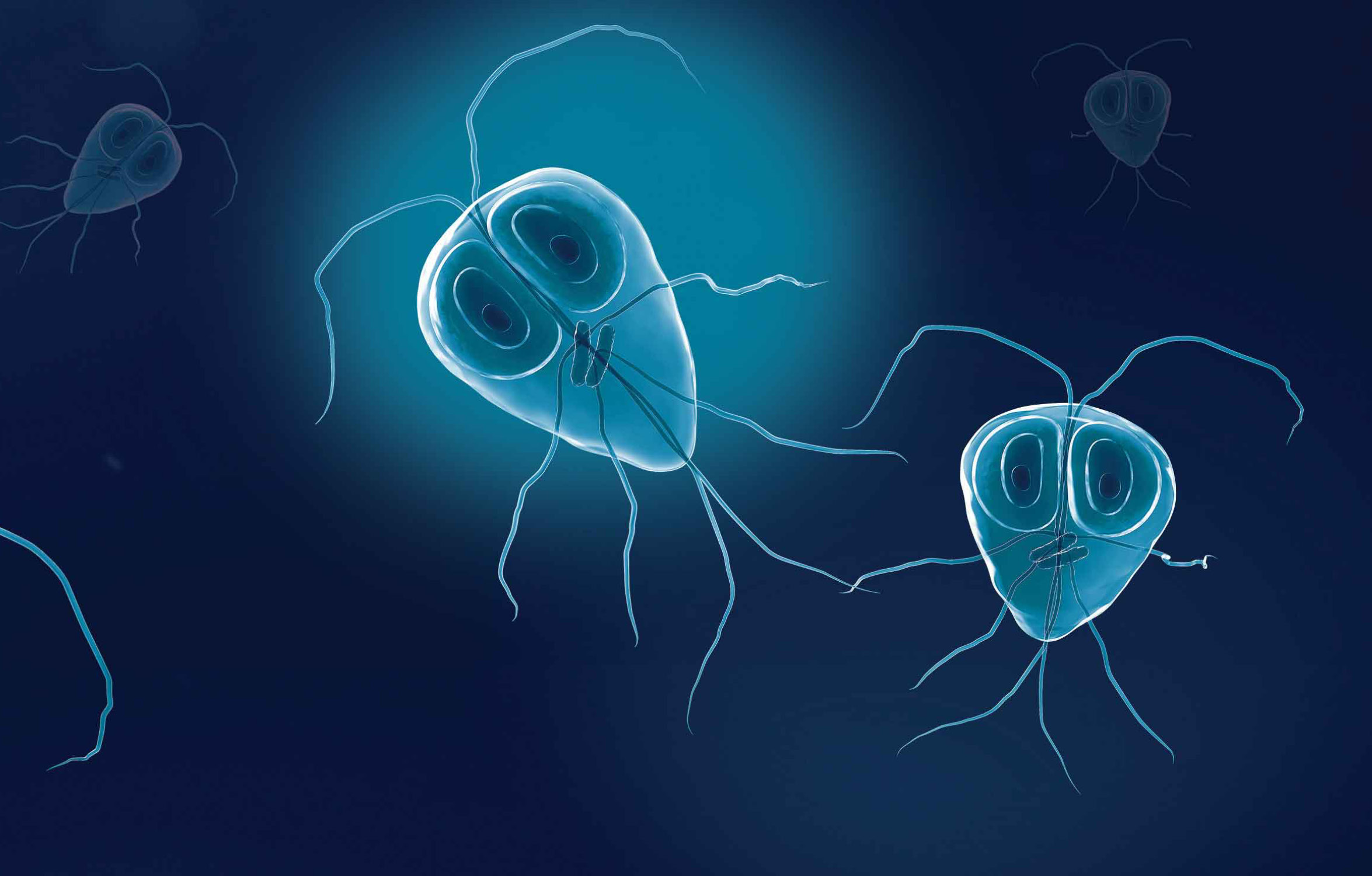 Giardia Ova