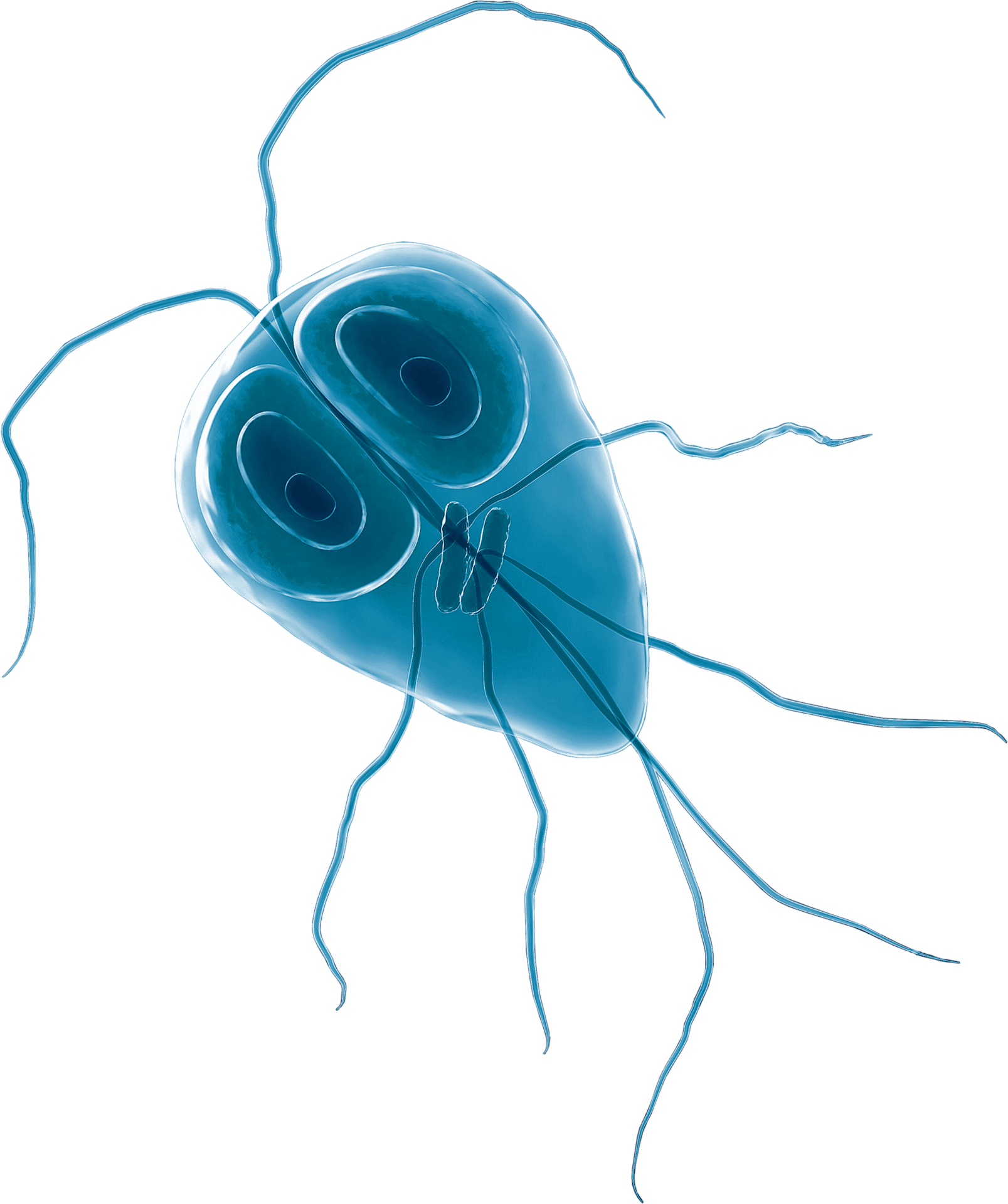Giardia transparent-no background Left