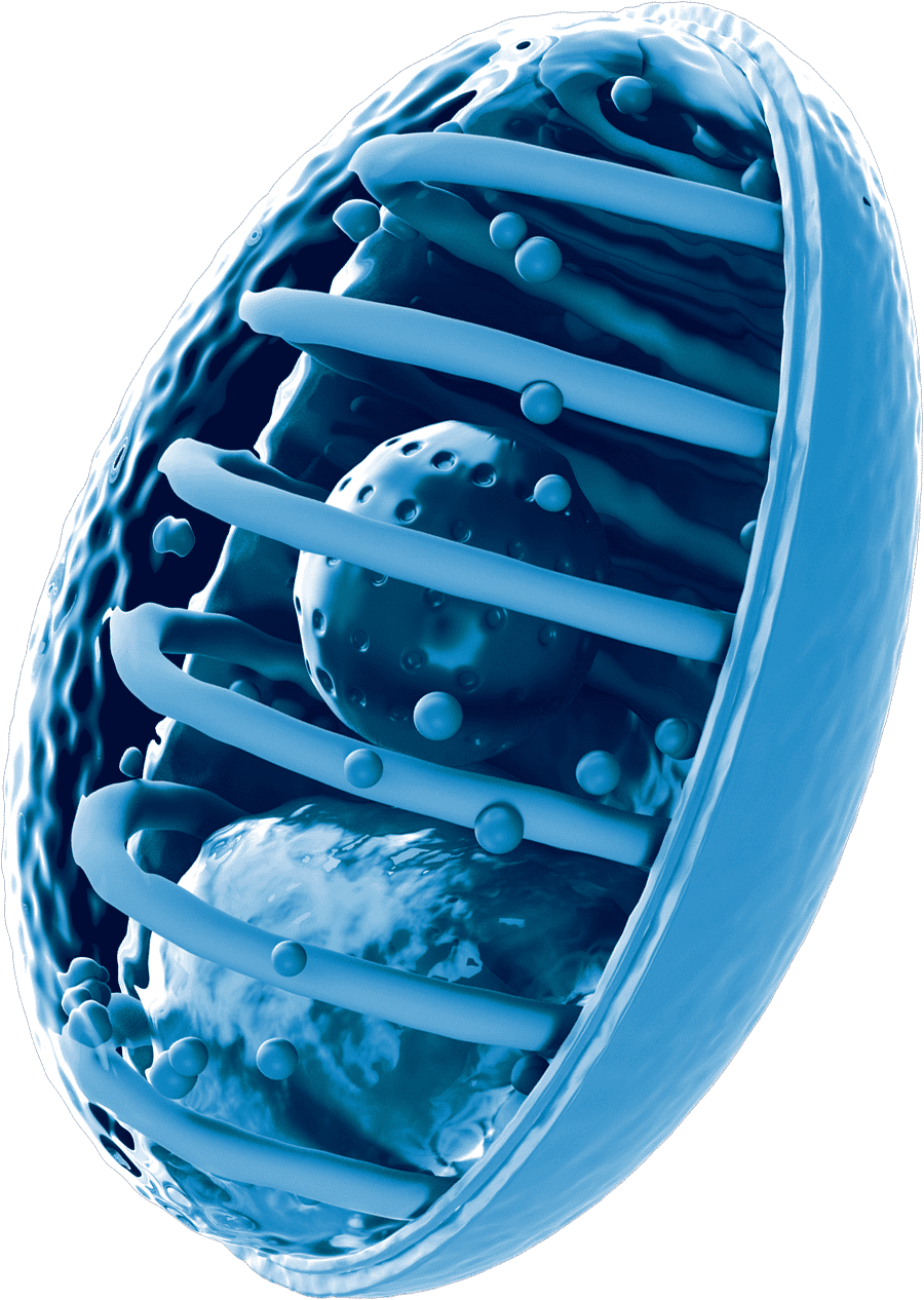 Microsporidia transparent